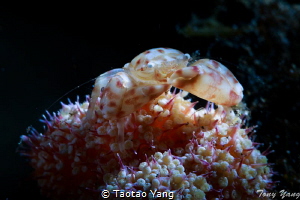 Small crab
 by Taotao Yang 